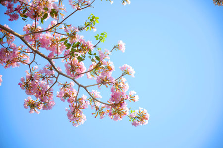 Full hd and close up of flowers in springs. Happy easter with eggs and cards. Happy st patrick day....