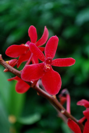 Spring blossoms flowers with greenery.の写真素材