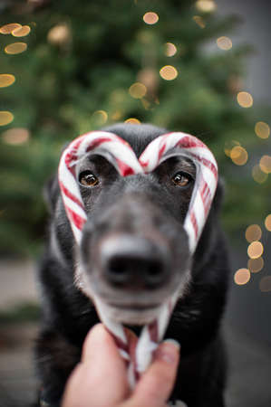 Closeup of dog and puppy faceの写真素材