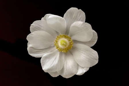 Closeup of dog and puppy faceの写真素材