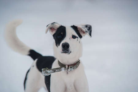 Close up of dogs face. Dog with beautiful background.の写真素材