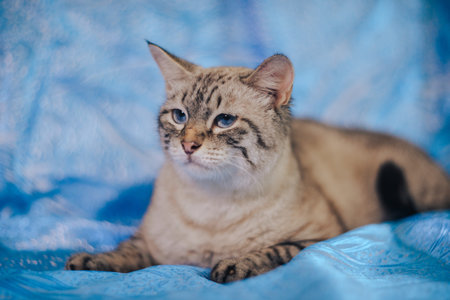 Closeup of cats and kitten. pet animals.の写真素材