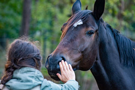 Women hand. On the face of horse.の写真素材