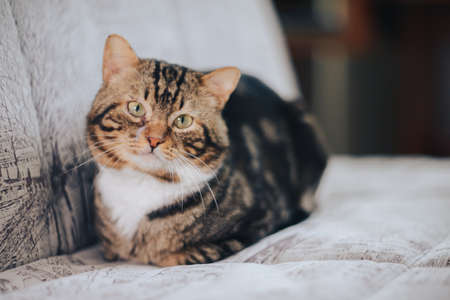 Closeup of cats and kitten. pet animals.の写真素材