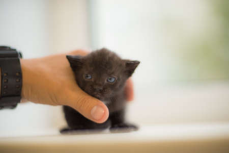 Close of black cats with background.の写真素材