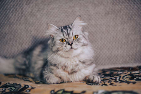 Closeup of cats and kitten. pet animals.の写真素材