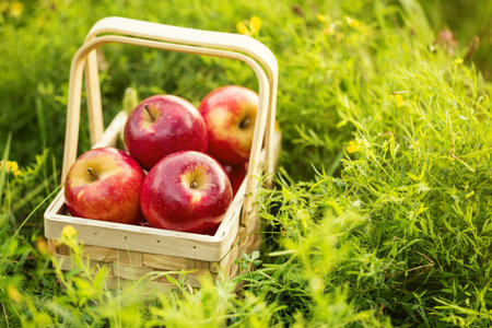 Beautiful red tasty fresh apples in wooden basket on natural background. Harvest Autumn Summer...