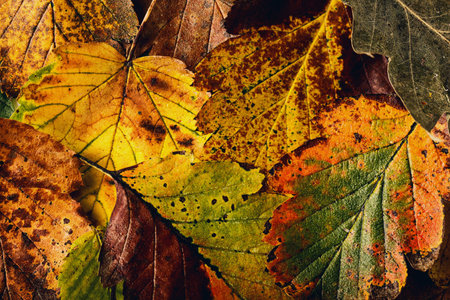 Close-up textured background of beautiful fall foliage of bright colors.