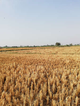 Sun on the sky with clouds.の写真素材