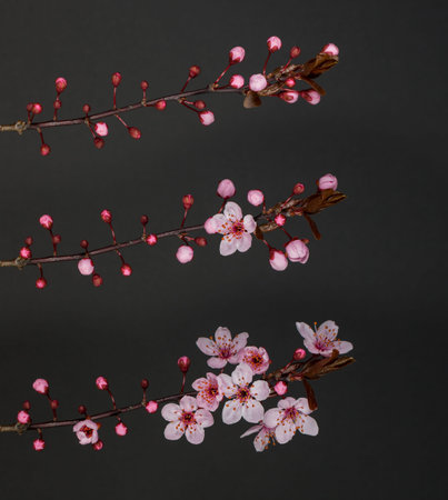 Colorful flowers in spring season.