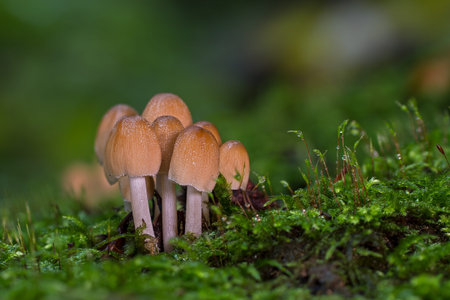 Forest mushrooms in the spring season.