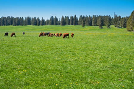 The sheep's are grazing in the greenery.の写真素材