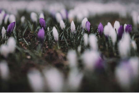 The colorful flowers in the spring season.の写真素材
