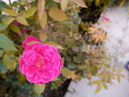 plant, flower, nature, leaf, leaves, flowers, garden, spring, white, food, beauty, vegetable,...