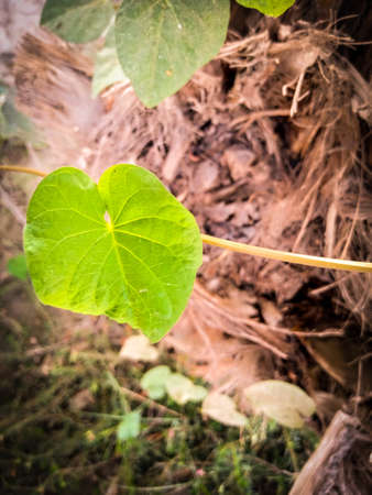 plant, flower, nature, leaf, leaves, flowers, garden, spring, white, food, beauty, vegetable, summer, flora, blossomの写真素材