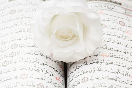 White rose on the holy quran - holy book of Muslims.の写真素材
