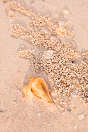 shells and sand on the beach, close-up of photoの写真素材