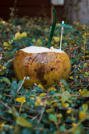 Coconut with drinking straw in the garden. Selective focus.