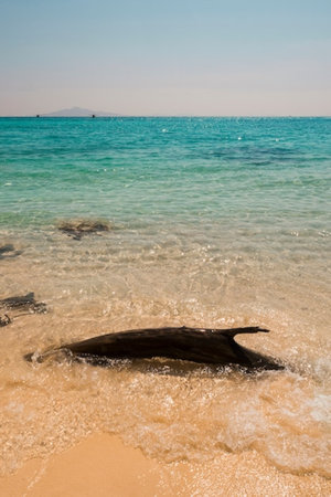 Dolphin on the beach of the Red Sea in Hurghada, Egyptの写真素材