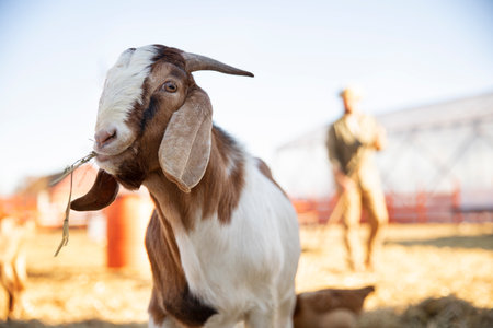 Portrait of a goat on the background of a farmer in the barnの写真素材
