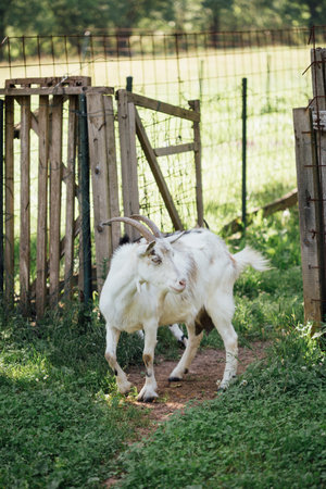 Goat in the farm. Goat with horns on the farm.の写真素材