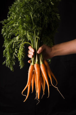 Bunch of fresh carrots with green leaves in hand on black backgroundの写真素材
