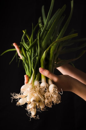 Bunch of fresh green onions in woman's hand on black backgroundの写真素材