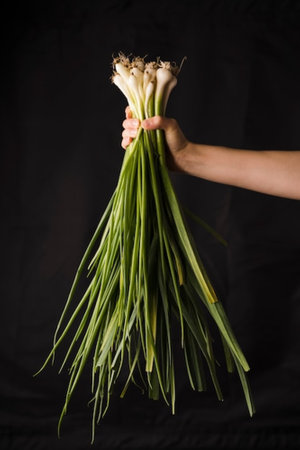 bunch of fresh green onions in a woman's hand on a black backgroundの写真素材