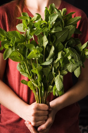 Close-up of woman holding bunch of fresh mint in the kitchenの写真素材