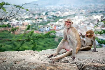 Baby monkey grooming for his mother near Galta Temple, Galwar Bagh, Monkey Temple in Jaipur, India. The temple is famous for large troop of monkeys who live here.の写真素材