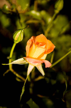 Beautiful orange rose in garden, close-up, backgroundの写真素材