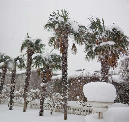 Snowfall in the park. Palm trees under snow in unusually cold weatherの写真素材