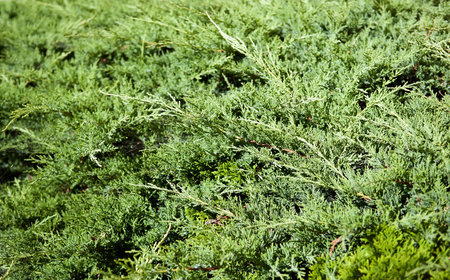 Creeping juniper in the garden background. Green leave texture
