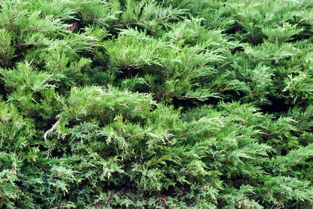 Creeping juniper in the garden background. Green leave textureの写真素材