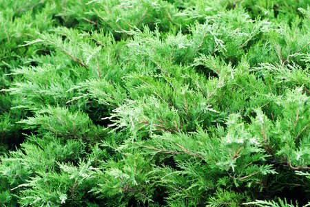 Creeping juniper in the garden background. Green leave textureの写真素材