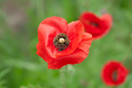 Red wild poppies. A background of blooming plants. Selective focusの写真素材