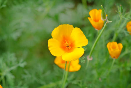 California golden poppy flowers blooming on field. Selective focusの写真素材