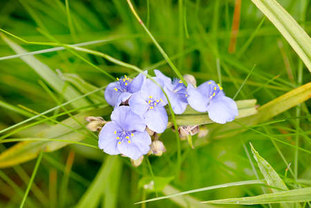Blue flowers of Virginia spiderwort (Tradescantia virginiana) in gardenの写真素材