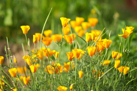 California golden poppy flowers blooming on field. Selective focusの写真素材
