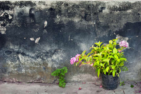 Pink hydrangea in a pot on a grunge concrete wall backgroundの写真素材