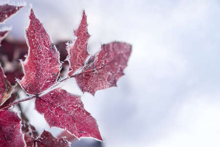 Beautiful winter image - close up of frozen tree branch and red leaves covered with rime - photo with tilt-shift effectの写真素材