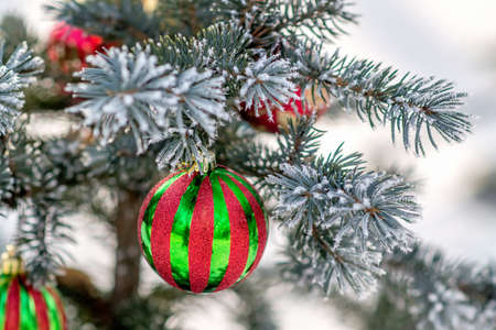 Striped Christmas ball on a snow-covered tree branch. christmas tree background. Selective focusの写真素材
