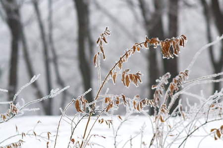 Detail of a branch covered with hoarfrostの写真素材
