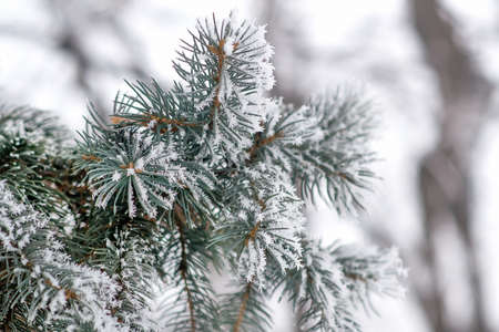 Fir tree branches covered with snow. Christmas and new year backgroundの写真素材