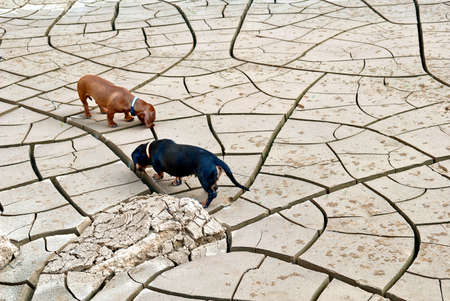 Black and brown dachshund dogs hunt in the desertの写真素材