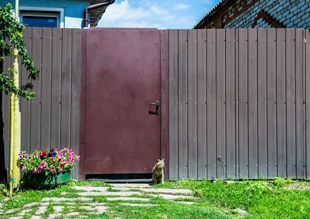 Cat staying at the sun in front of the brown gateのeditorial素材