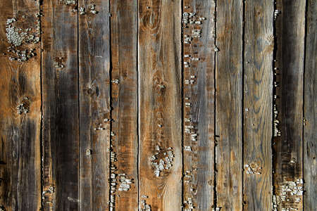 Wood texture background cowered by lichenの写真素材