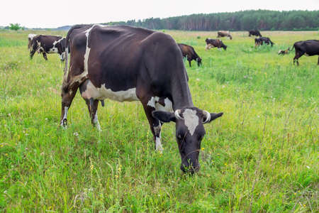 Black and white cow in a grassy field naturally eating and enjoying the green fresh grassの写真素材