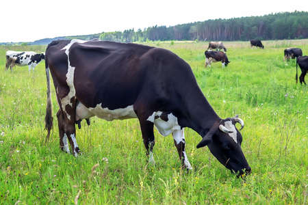 Black and white cow in a grassy field naturally eating and enjoying the green fresh grassの写真素材
