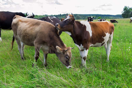 Mother cow licking her calf with green pastureland in the background.の写真素材